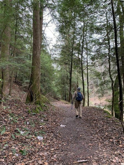 A person walking on a forest trail surrounded by tall trees and fallen leaves.