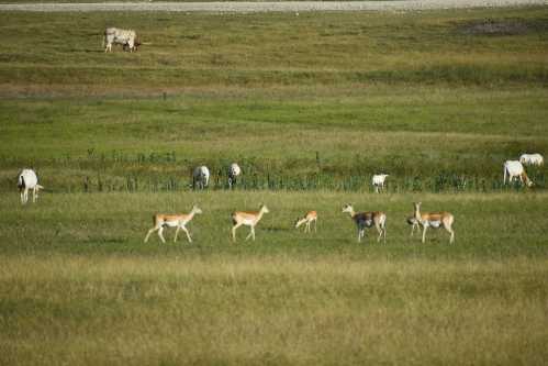 A grassy field with several antelopes and cows grazing peacefully under a clear sky.