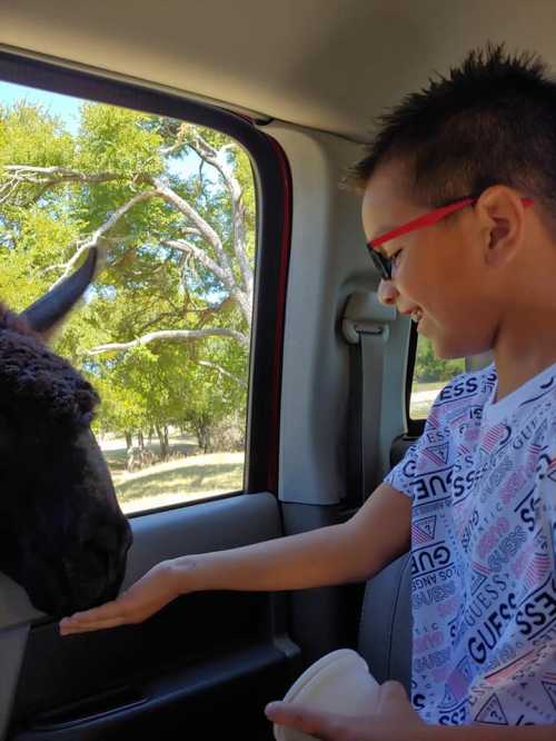 A child in a car reaches out to pet a friendly llama through the open window.