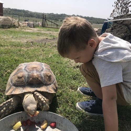 A child crouches beside a tortoise eating fruit on a grassy field, with a rural landscape in the background.