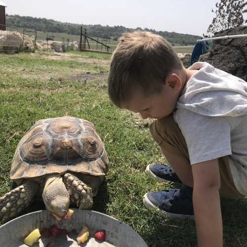 A child crouches beside a tortoise eating fruit on a grassy field, with a rural landscape in the background.