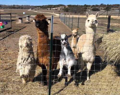 A group of four animals, including llamas and a goat, standing by a fence in a sunny pasture.