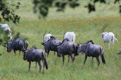 A herd of black wildebeests and white animals grazing in a green field with wildflowers.