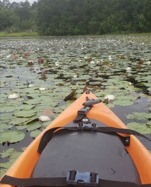 A kayak on a serene lake covered with lily pads and white water lilies, surrounded by lush greenery.