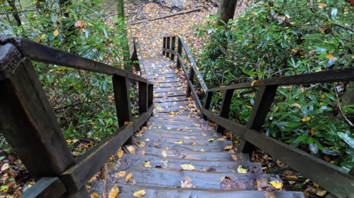 A wooden staircase descends through a forest, covered in fallen leaves and surrounded by lush greenery.