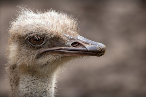 Close-up of an ostrich with soft feathers and a curious expression, set against a blurred background.