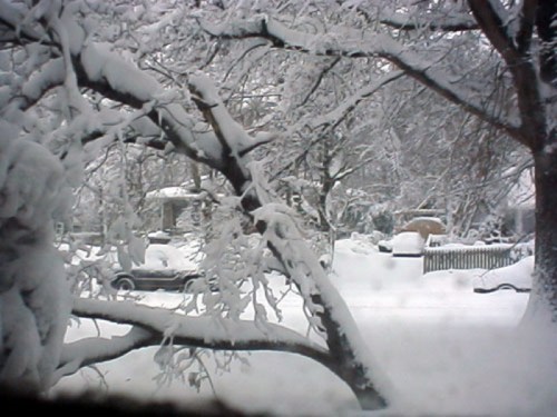 A snowy landscape with trees covered in snow, a car partially visible, and a white blanket covering the ground.