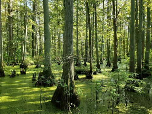 Lush green forest with tall trees rising from a swampy area covered in green algae and sunlight filtering through the leaves.