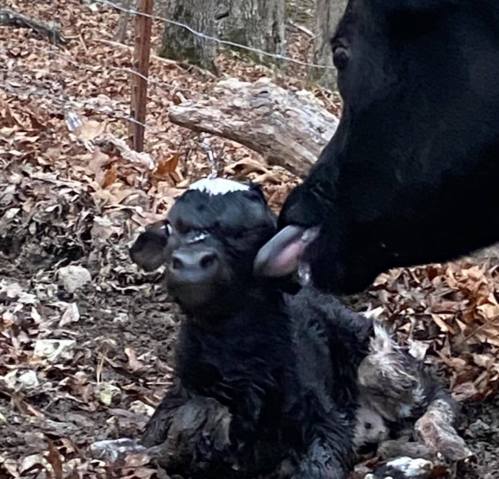 A cow gently licks its newborn calf, surrounded by fallen leaves and a wooded area.