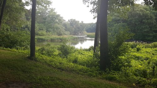 A serene view of a calm pond surrounded by lush greenery and trees, creating a peaceful natural setting.