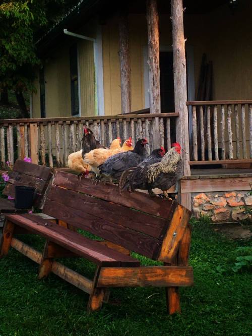 A group of chickens perched on a wooden bench in a grassy area near a house.