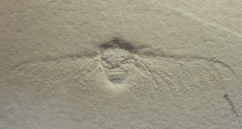 Fossilized insect imprint on stone, showcasing detailed wing structure and body shape.