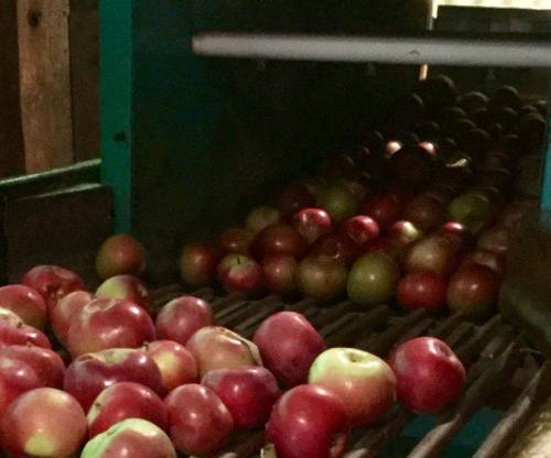 Apples of various colors moving along a conveyor belt in a processing facility.