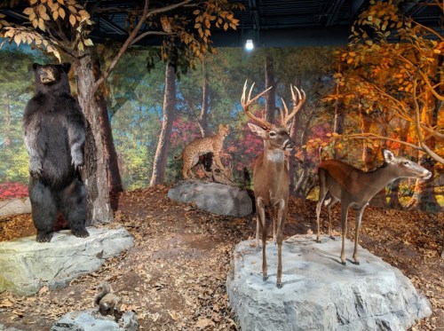 A bear, deer, and leopard displayed on rocks in a forest-themed exhibit with autumn foliage in the background.
