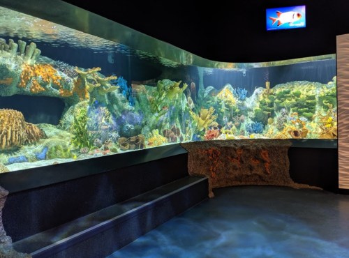 A large aquarium filled with colorful coral and various fish, set in a dark room with a blue floor.