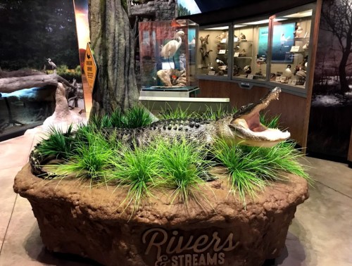 A lifelike crocodile display surrounded by greenery in a nature exhibit titled "Rivers & Streams."