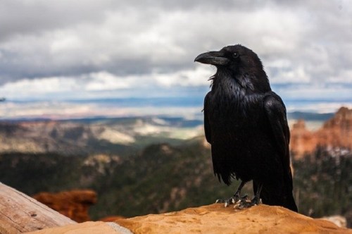 A black raven perched on a rocky ledge, overlooking a vast landscape with clouds in the sky.