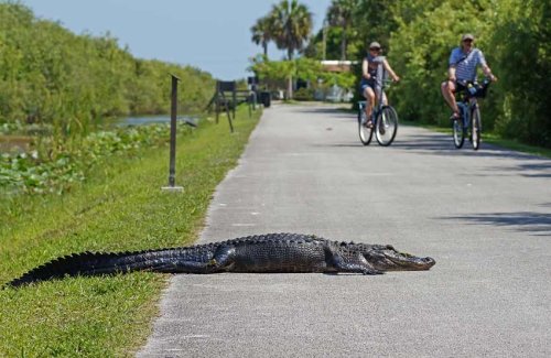 An alligator lies on a bike path while two cyclists ride by in a lush, green environment.