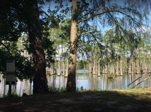 A serene lake surrounded by tall trees, reflecting the sky and creating a peaceful natural scene.