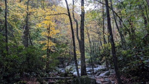 A serene forest scene with trees displaying autumn colors and a rocky stream flowing through the lush greenery.