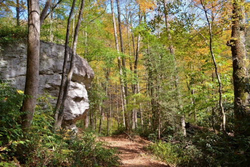 A forest path surrounded by trees with autumn foliage and a large rock formation on the left.