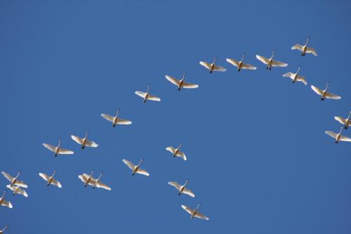 A formation of white swans flying against a clear blue sky.