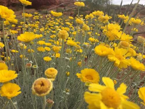 A vibrant field of yellow flowers in full bloom, surrounded by green foliage and a rocky landscape.