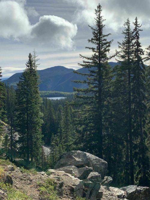 A scenic view of tall pine trees and mountains, with a lake visible in the distance under a cloudy sky.