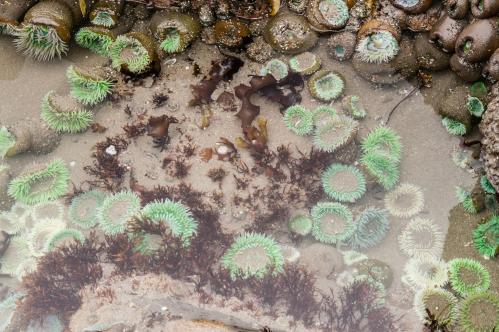 A tide pool filled with various sea anemones, seaweed, and marine life, showcasing vibrant greens and browns.