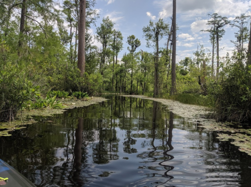 A serene waterway surrounded by lush greenery and trees, reflecting the sky and lily pads on the surface.