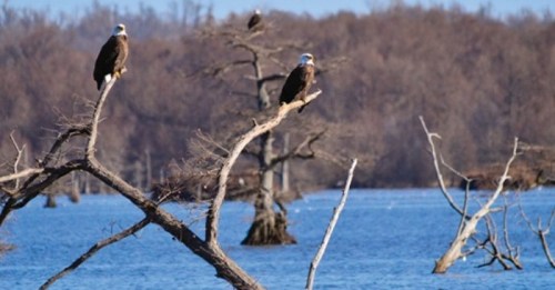Two eagles perched on bare branches over a blue lake, with trees in the background and a clear sky.