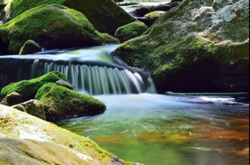 A serene stream flows over moss-covered rocks, surrounded by lush greenery and gentle sunlight.