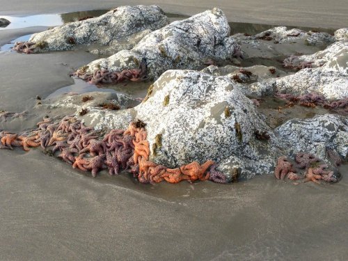 A rocky beach scene featuring clusters of colorful starfish resting on wet sand and rocks.