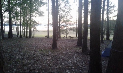 A serene forest scene at dusk, with deer grazing in the distance near a lake, surrounded by tall trees.
