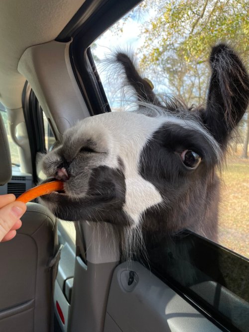 A close-up of a black and white llama reaching through a car window to eat a carrot from a person's hand.