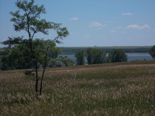 A serene landscape featuring a grassy field, a lone tree, and a calm lake under a blue sky with scattered clouds.