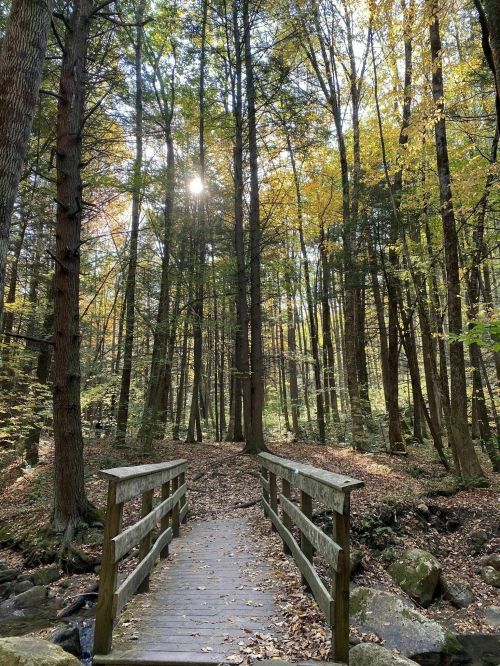 A wooden bridge crosses a serene forest path, surrounded by tall trees and autumn foliage under a bright sun.