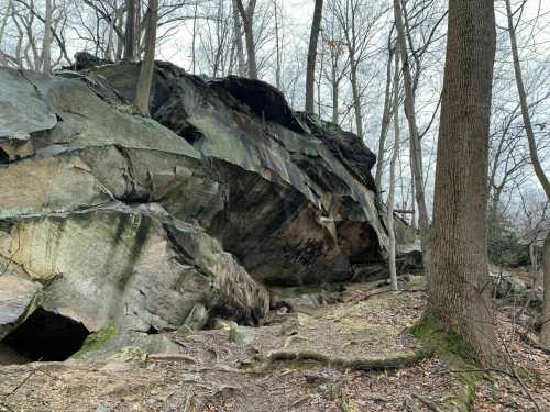 A large rock formation surrounded by trees in a forested area, with a misty atmosphere.