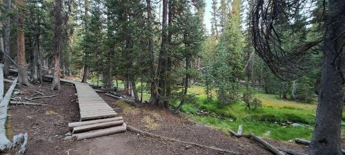 A wooden path winds through a dense forest of tall trees and lush greenery.