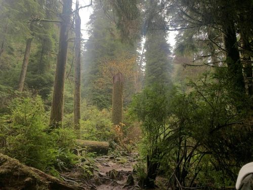 A misty forest scene with tall trees, a fallen log, and a vibrant tree in the background surrounded by lush greenery.
