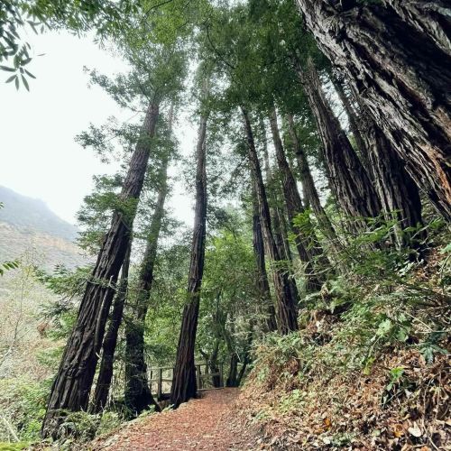 Tall redwood trees line a misty forest path, surrounded by lush greenery and fallen leaves.