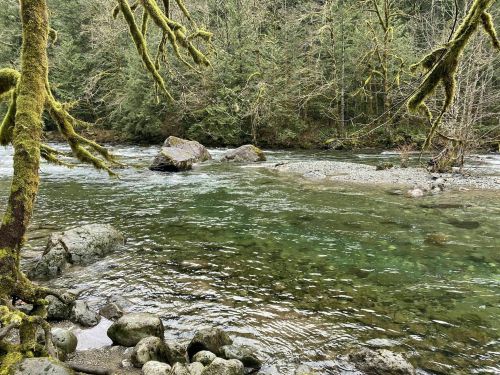 A serene river flows through a forest, with moss-covered branches and rocks lining the water's edge.