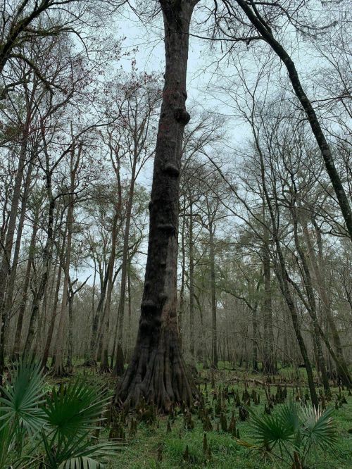 A tall tree stands in a dense, misty forest with bare branches and green undergrowth.