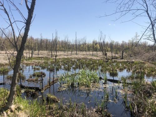 A wetland area with water, green plants, and bare trees under a clear blue sky.