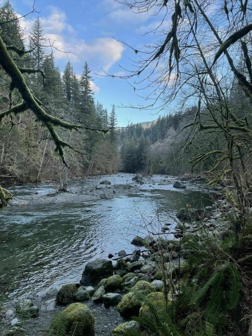 A serene river flows through a forested landscape, surrounded by moss-covered rocks and tall trees under a blue sky.