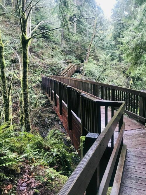 A wooden walkway winds through a lush, green forest with tall trees and ferns on either side.