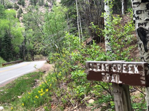 A wooden sign for Clear Creek Trail beside a winding road, surrounded by green trees and foliage.