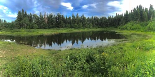 A serene pond surrounded by lush greenery and tall trees under a cloudy sky, reflecting the landscape in the water.