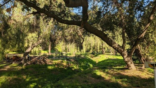 A serene landscape featuring lush greenery, large trees, and a peaceful, shaded area in a natural setting.