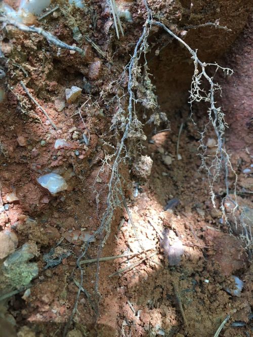 Close-up of thin, tangled roots emerging from reddish-brown soil, with small stones scattered around.